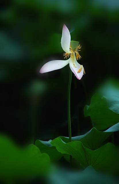 雨后莲花