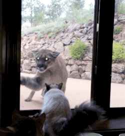 搞笑gif:真的快窒息了,姑娘咱能别再放电了好吗?