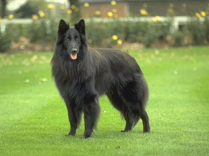 比利时牧羊犬 世界名犬图片欣赏